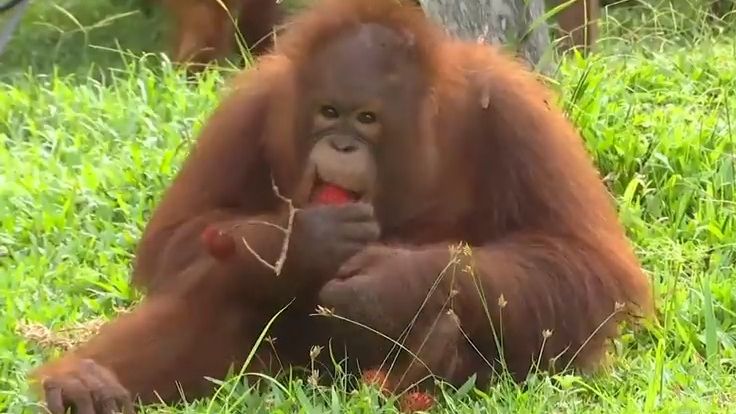 V pražské zoo se narodilo mládě orangutana sumaterského